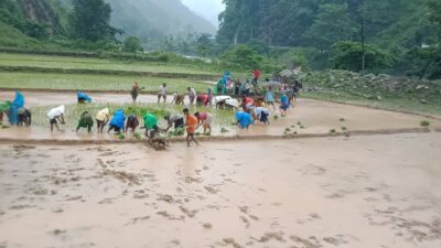 धान दिवसमा रामेछापमा विभिन्न कार्यक्रम