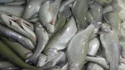 बाढीले सखाप भए माछा