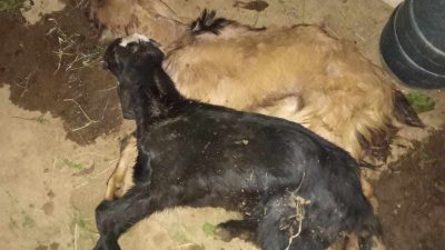 हेफरले रित्तायाे किसानकाे खाेर