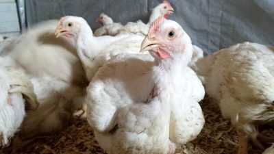 कुखुरामा गम्बोरो रोगको समस्या